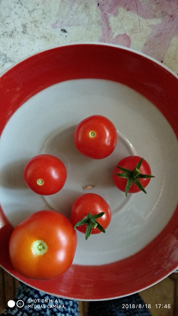 Отдается в дар «Семена помидоров (балконные сорта)»