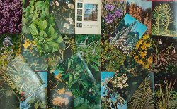 Отдается в дар «Набор открыток " Лекарственные растения"»