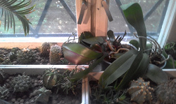 Отдается в дар «орхидея фаленопсис»