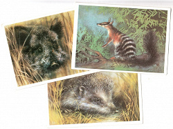 Отдается в дар «Чистые открытки с животными СССР»