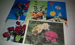 Отдается в дар «Цветы на открытках»