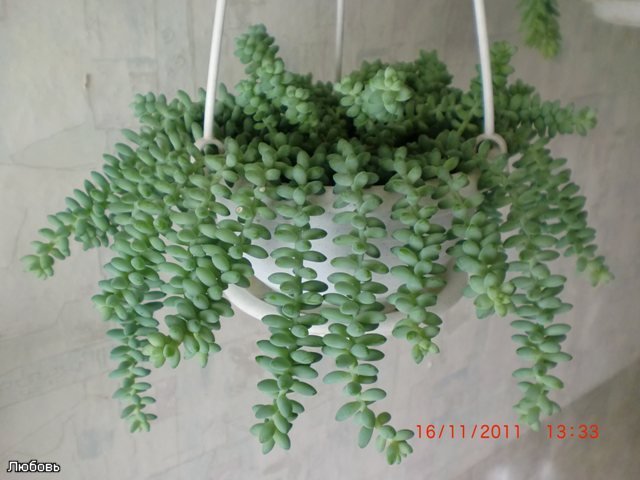 Свисающие Суккуленты И Названия