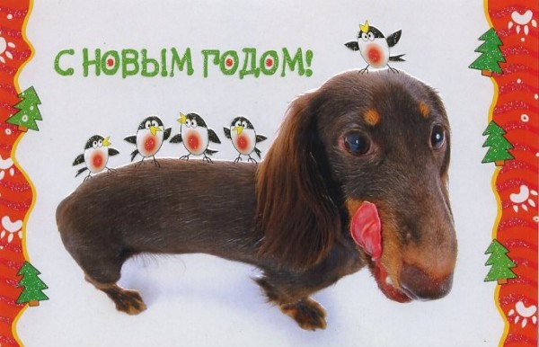 Такса Открытка