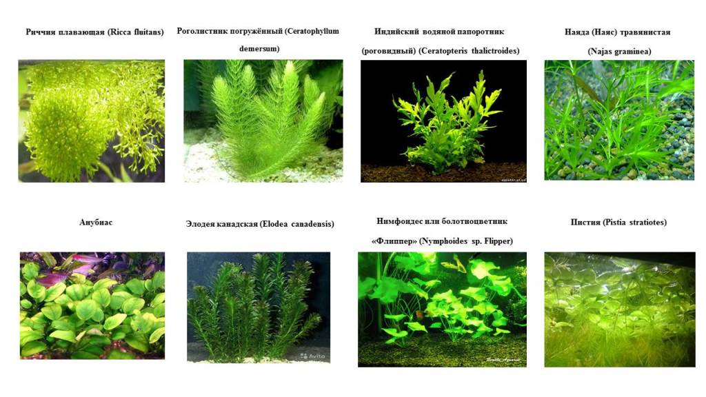Неприхотливые аквариумные растения фото с названиями и описанием