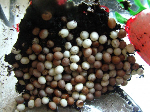 Через сколько дней вылупляются ахатины. Через сколько дней вылупляются ахатины. Через сколько дней вылупляются ахатины. Улитята виноградной улитки. Кладка яиц улиток ахатин.