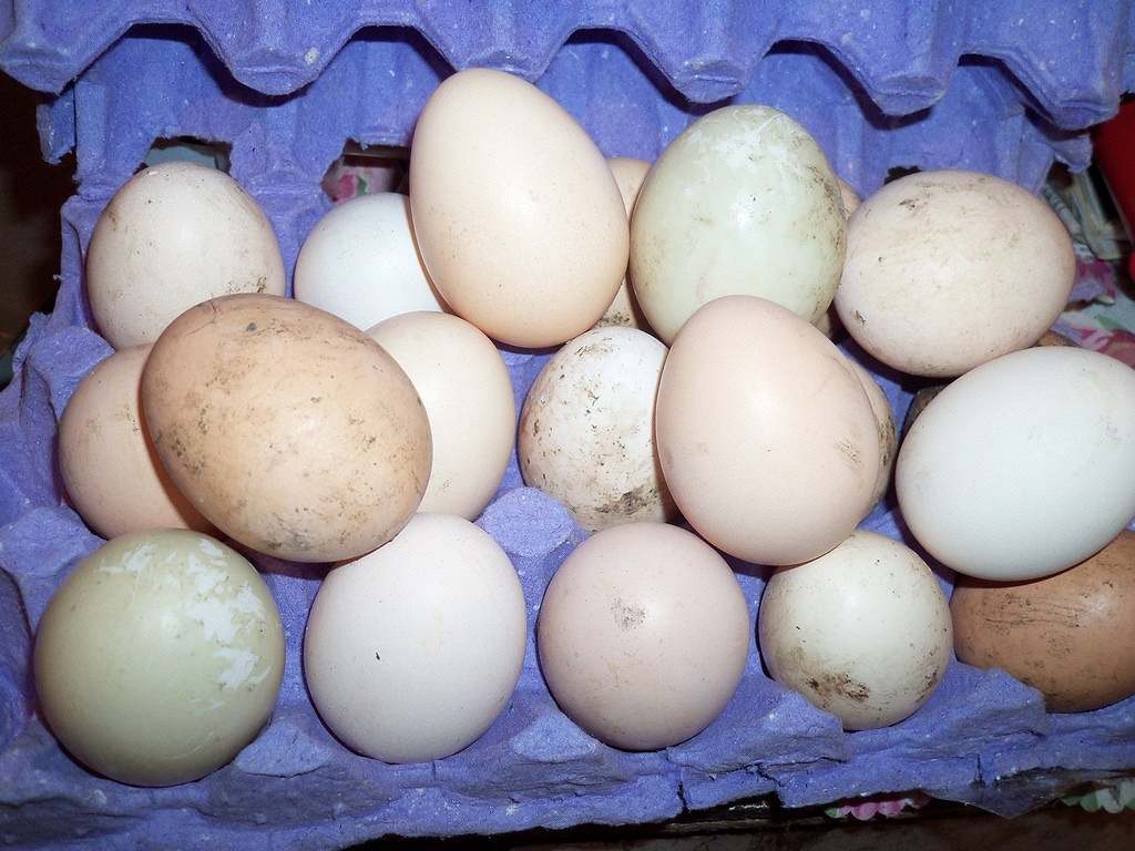 Купить яйцо киров. Яйца куриные домашние крупные. Яйцо домашнее куриное. Яйца Деревенские. Яйца куриные Деревенские.