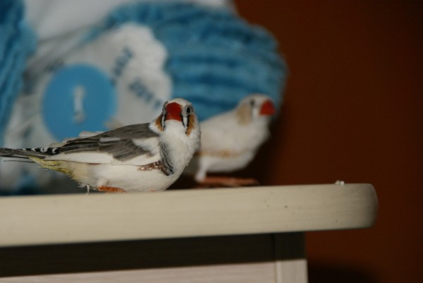 Амадины линька. Первая линька у амадинов гульда. Облысение амадин зебровых. Японские амадины серый жемчуг. Гульдова амадина птенец линька.