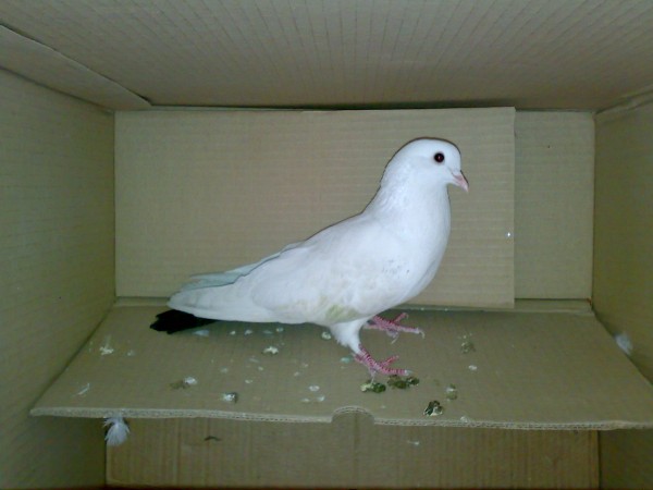 Голуби молодняк. Останкинская порода голубей. Белый почтовый голубь чех. Голубей в добрые руки. Голуби белые чернохвостые.