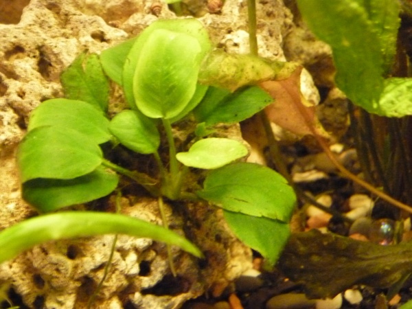 аквариумные растения даром