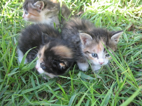 У каких кошек рождаются трехцветные котята. Трёхцветная кошка даром. Трехшерстные котята в добрые руки. Котенок 1.5 месяца трехцветный. Черепаховый котенок на траве.