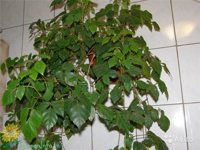 Популярные вьющиеся комнатные растения