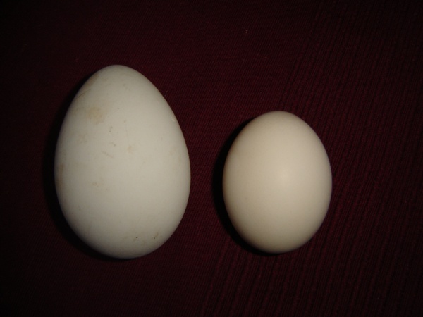 Размер яиц кур. Размер яйца индоутки. Размер гусиного яйца. Утиные яйца. Размер куриного яйца.