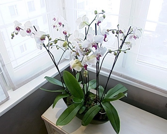 Фаленопсис далматинец. Орхидея в горшке. Орхидеи в интерьере. Орхидеи на подоконнике. Орхидеи нельзя держать дома