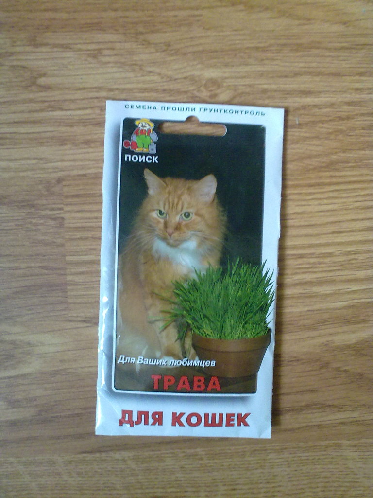 Можно коту семечки. Семена кошачьей травы. Семена трава для кошек. Кошачья трава семенами. Трава для кошек семена Велес.