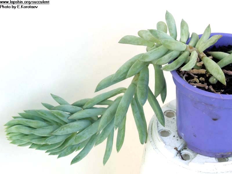 Суккулент с длинными листьями. Суккулент алоэ хавортия. Алоэ хавортия. Суккулент с длинными листьями. Суккулент с длинными листьями.