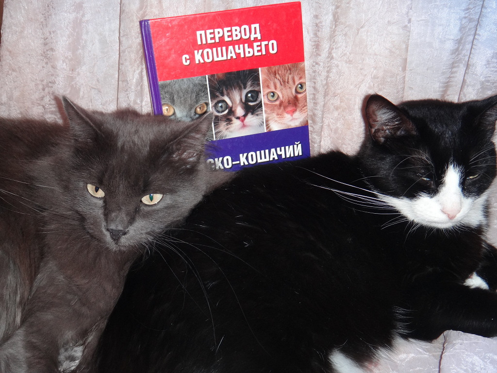 Переведи кота на русский. Кошачий разговорник. Разговорник с котом. Русско-кошачий разговорник. Большой русский кот.