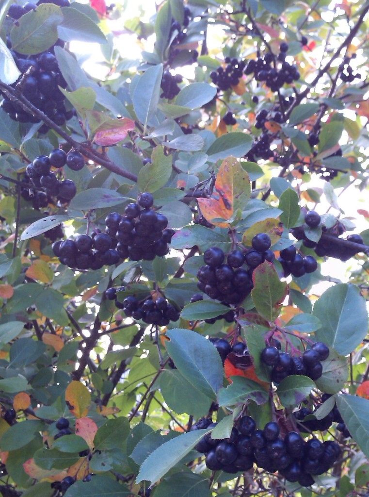 Черноплодная рябина арония. Черноплодная рябина варенье. Черноплодка осень. Черноплодка. Арония черноплодная сироп.