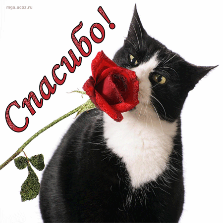 Спасибо котик
