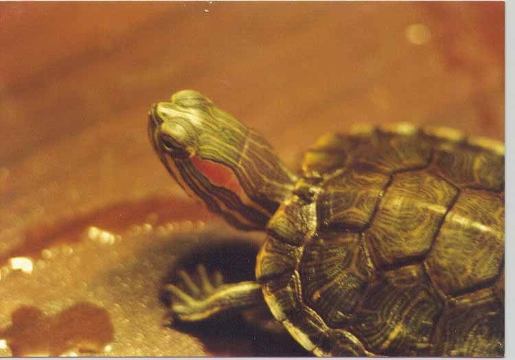 Слоновая черепаха относится к отряду чешуйчатых. Красноухая черепаха спаривание. Красноухие черепахи спариваются. Многообразие прысмыкающих о черепахе. Как спариваются красноухие черепахи.