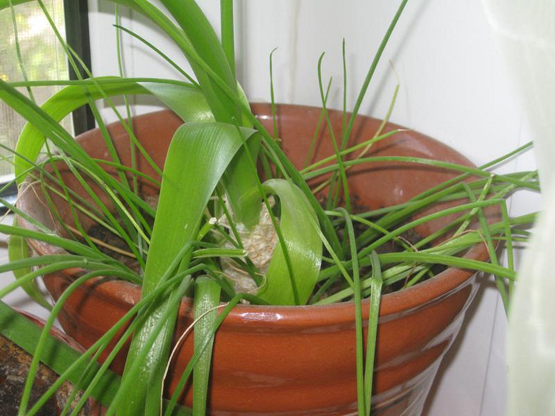 Комнатное растение лук