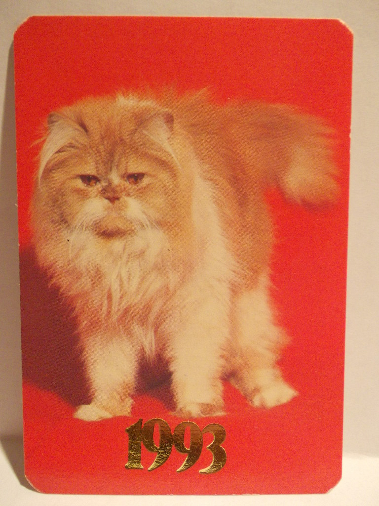 Коты 1993. Мельница кота 1994. Саблезубый кот домашний порода. Коты 1993. Коты 1993.