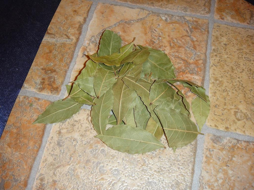 Лавровый лист. Лавровый лист под. Лавровый лист под. Лист лаврушки. Лаврушка зажуем.