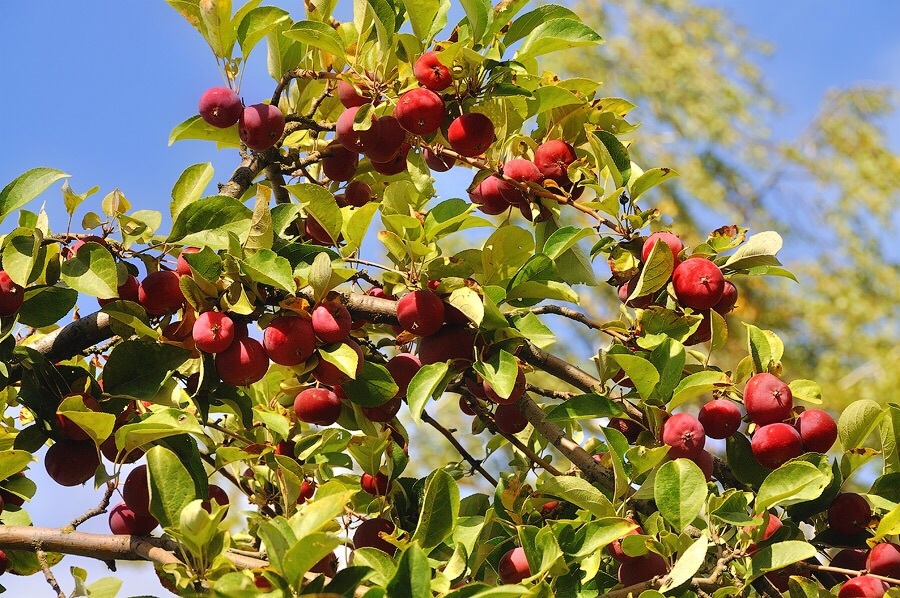 Яблоня райские яблочки описание фото
