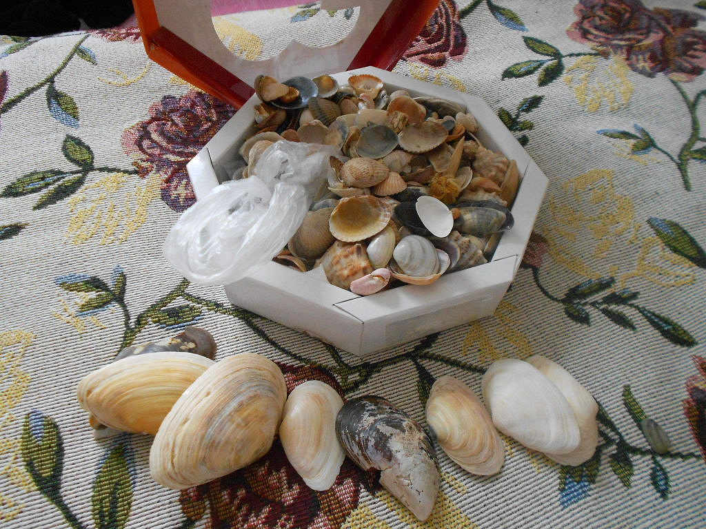 Подарочный набор с ракушками. В одной коробке 8 ракушек. Шкатулка ракушка. Коллекция камней и ракушек. Короб ракушка.