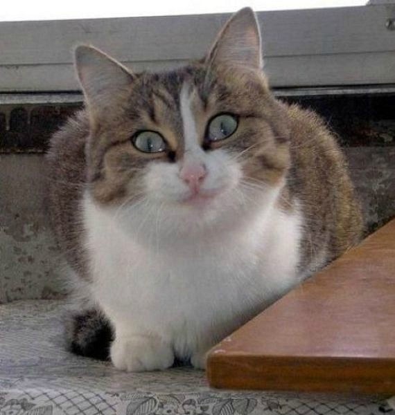 Картинка улыбающегося кота мем ВНИМАНИЕ!!! КОТ В МЕШКЕ!!! в дар (Омск). Дарудар
