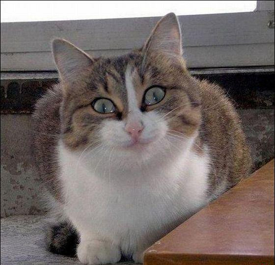 Мем с котом спрашивает Благодарность за дар "Бижутерный котик". Дарудар
