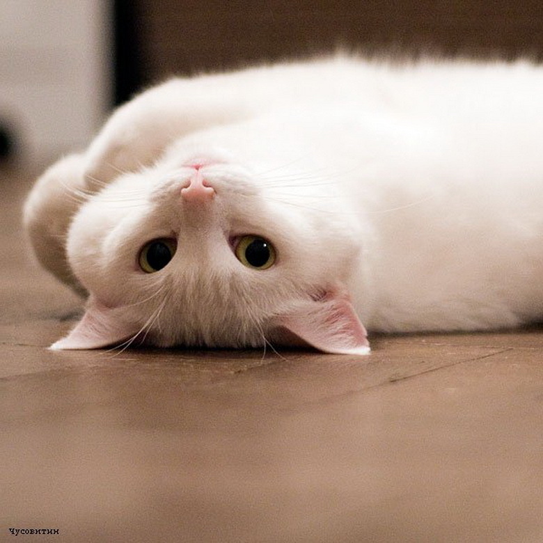 Не знаю они милые. Не знаю они милые. Добрая кошка. Милые картинки. Милые кисы.