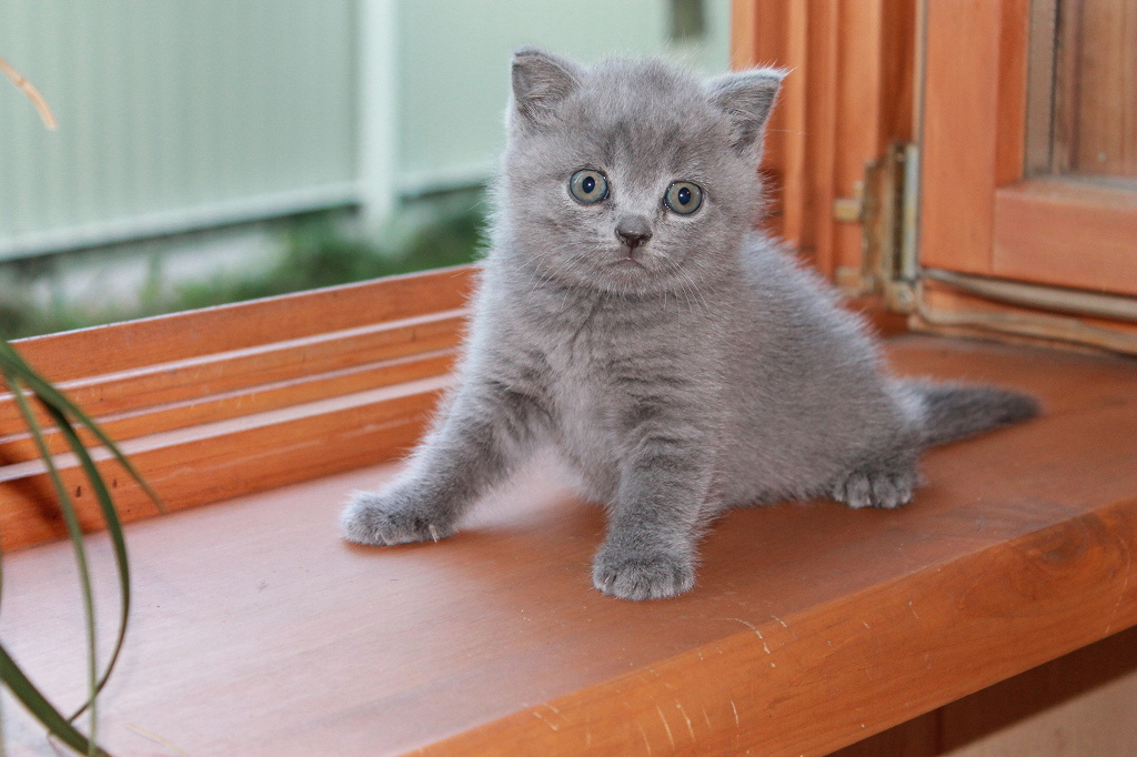 Купить котенка в спб британский. Шотландский прямоухий голубой Крысолов. Британский прямоухий котенок. Британский котенок даром. Британский котенок дома.