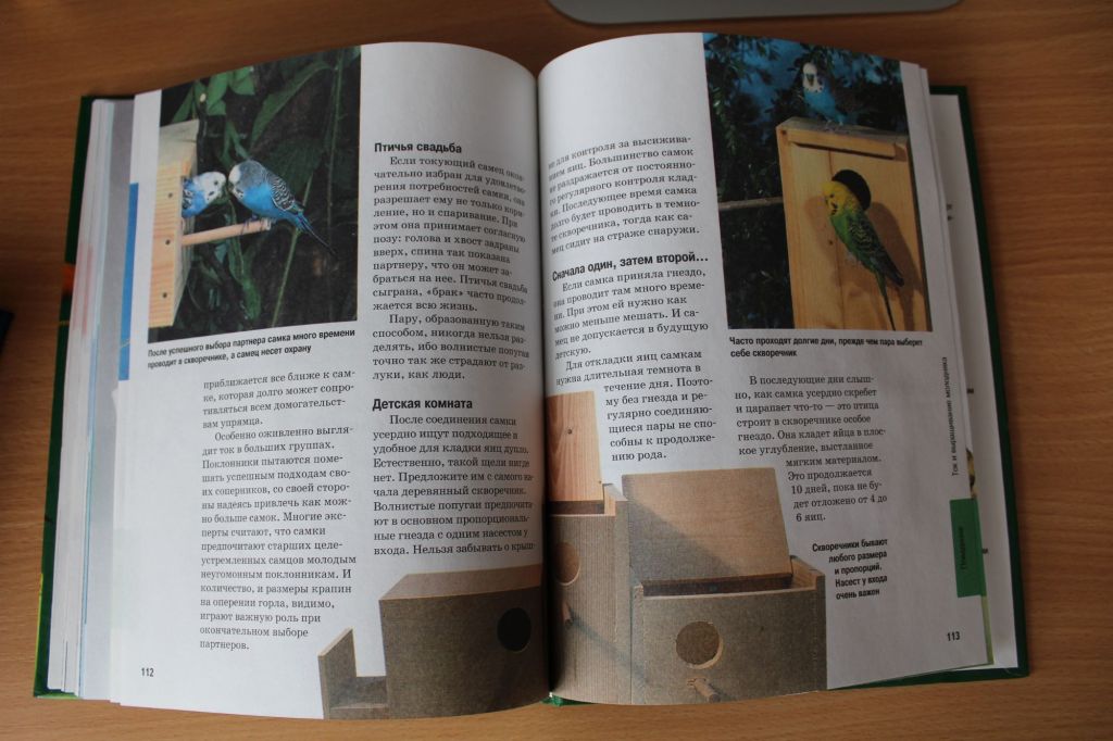Книга о волнистых попугаях в дар (Братск). Дарудар