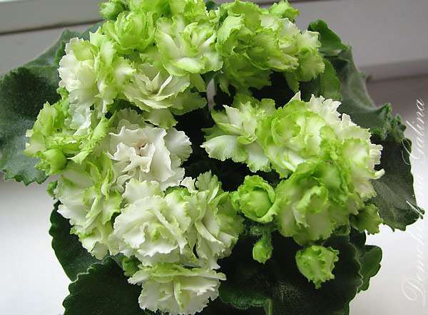 Фиалки зеленые сорта фото Порадую сортовыми фиалочками в дар (Алчевск). Дарудар