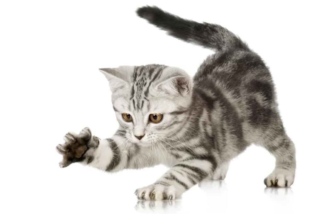 Котенок для презентации