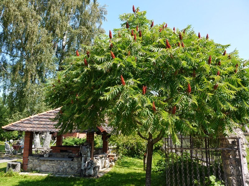 Суммах картинки дерево сумах и описание