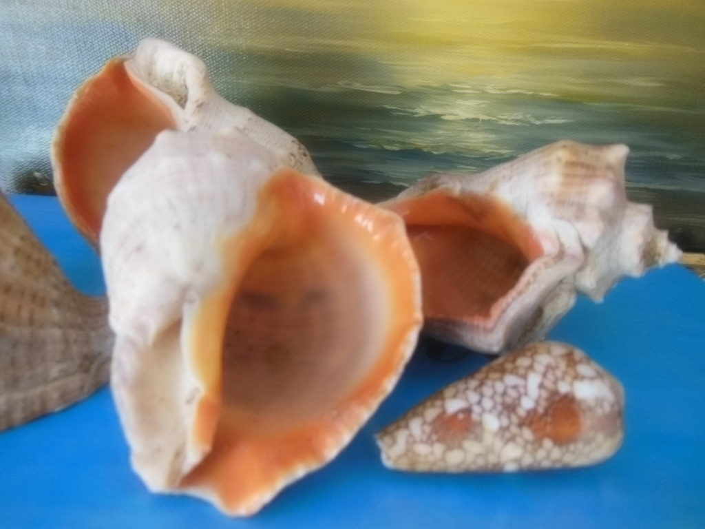 Рапан картинки как выглядит