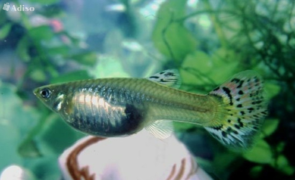 Аквариумные род. Беременная рыбка гуппи. Тетра рубиновая рыбка. Беременная рыбка гуппи. Хромис красавец аквариумная рыбка.