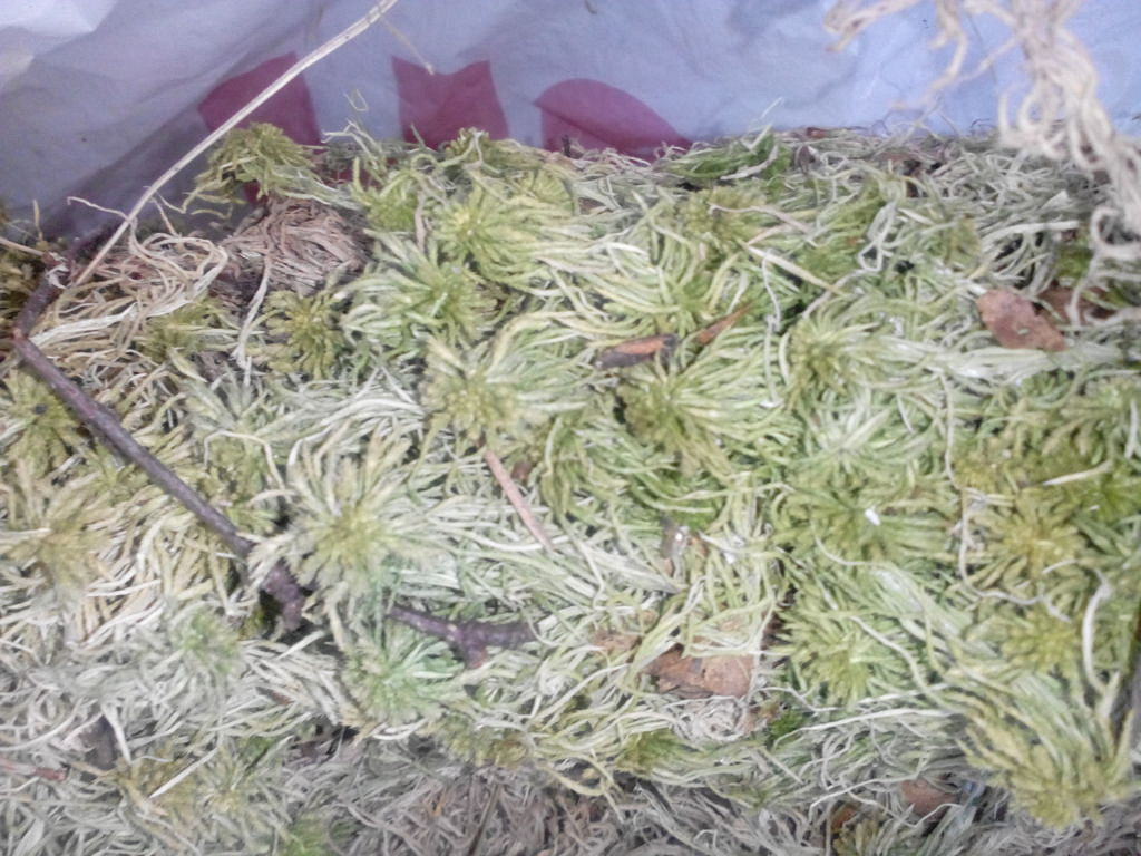 мох сфагнум для комнатных растений. мох сфагнум для комнатных цветов. мох сфагнум для комнатных. мох сфагнум в горшке. мох сфагнум субстрат.