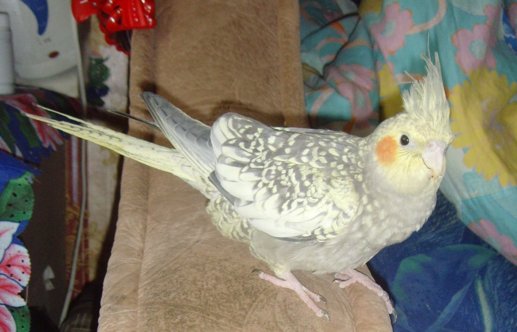 имя для попугая девочки кореллы. корелла клички. желтые кореллы попугаи. попугай корелла птенчик. попугай корелла мальчик.