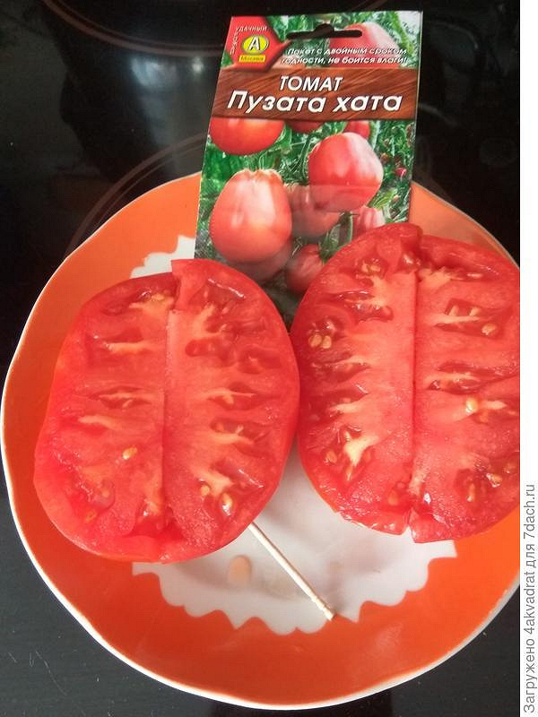Помидор пузата хата описание сорта фото отзывы