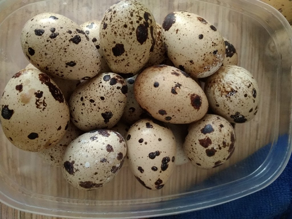 Яйца 40 штук. Орех похожий на перепелиное яйцо. Перепелиные яйца разных пород. Яйца сороки. Где купить перепелиные яйца