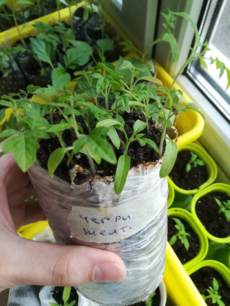 Где Купить Рассаду Помидоров Черри