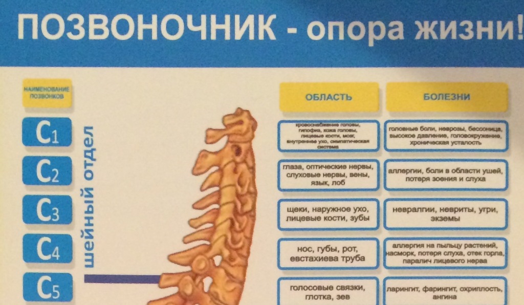 Позвоночник отвечает за органы схема какие