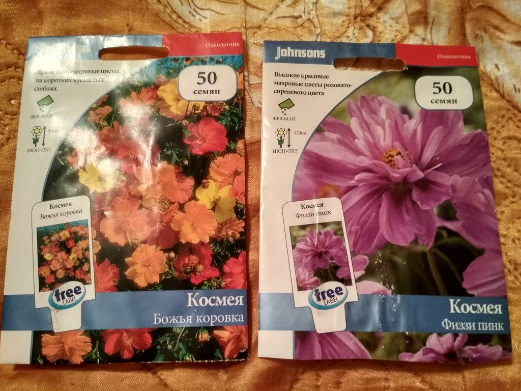 Космея Шоколадная Купить Семена