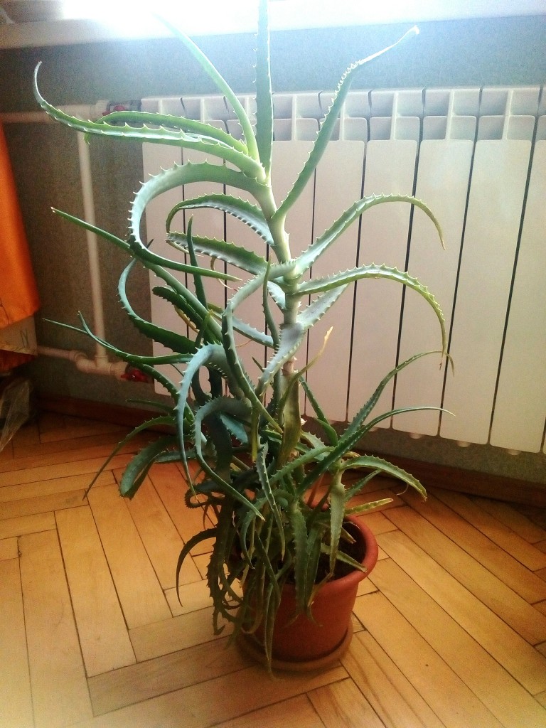 Алоэ В Горшке Купить