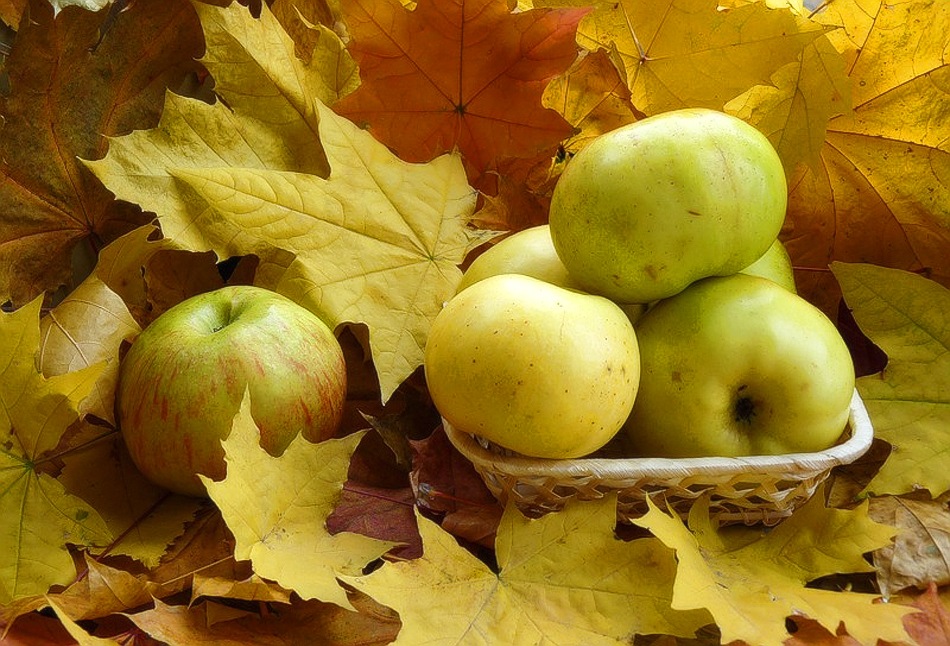 Осенью с яблони собрали яблоки желтые зеленые. Осень яблоки. Осень урожай. Осенняя яблоня. Яблоки осенью.