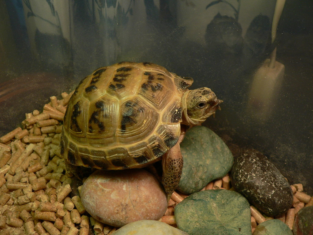 Черепахи москва сухопутная. Среднеазиатская сухопутная черепаха. Среднеазиатская красноухая черепаха. Среднеазиатская черепаха маленькая. Среднеазиатская черепаха Размеры.