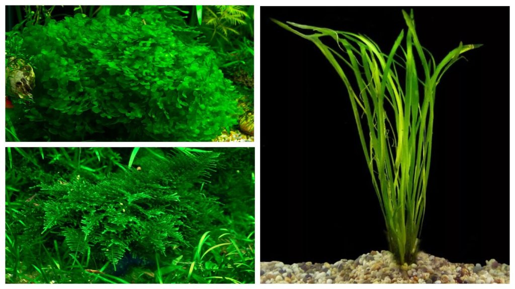 аквариумные растения даром. гимнокоронис спилантоидес. утрикулярия граминифолия. глоссостигма элатиноидес. черные водоросли на анубисе.