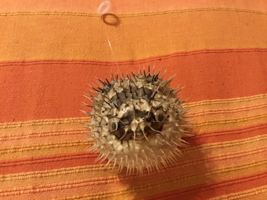 морские ежи барселона. черноморский морской еж. морской еж спб. морской еж (живой). морской ёж метамарфоз.